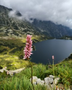 Kliknij, aby powiększyć zdjęcie.